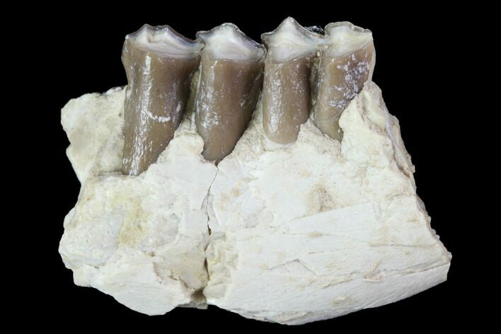 Oligocene Ruminant (Leptomeryx) Jaw Section - South Dakota #100420